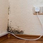 Mould Removal Newcastle Experts - photo 2