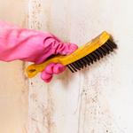 Mould Removal Newcastle Experts - photo 3