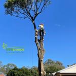 Treepeeps Pty Ltd - photo 1