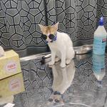 Elite Pet Care - photo 1