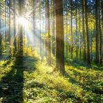 Focus Forward Therapy - photo 1