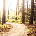 Focus Forward Therapy - photo 2