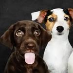 Safari Veterinary Care Centers - Pearland - photo 2