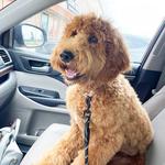 Safari Veterinary Care Centers - Pearland - photo 4