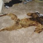 911 Bio & Trauma Cleaners - photo 4