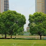 Palm Hammock Inc - photo 3