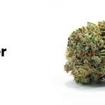 Capital Cannabis Direct - photo 5