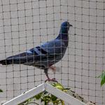 Specific Pest Control - photo 2