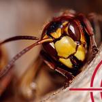 ABC Gestion Parasitaire - photo 1