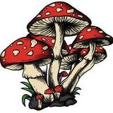 amanitamushrooms.com