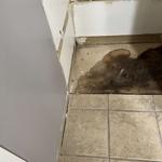 Arkansas Power Dry - photo 1