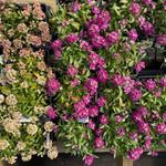 Bedford Fields - photo 1