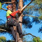 Blalock Tree Service - photo 2