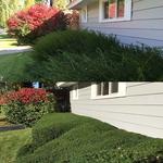 Blalock Tree Service - photo 1