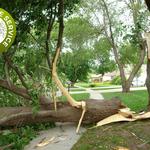 Blalock Tree Service - photo 3