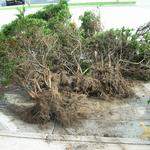 Blalock Tree Service - photo 5