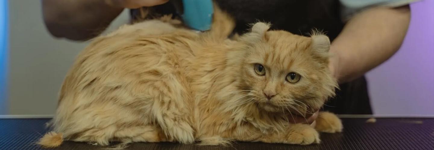 Dog Grooming Charleston SC cover photo