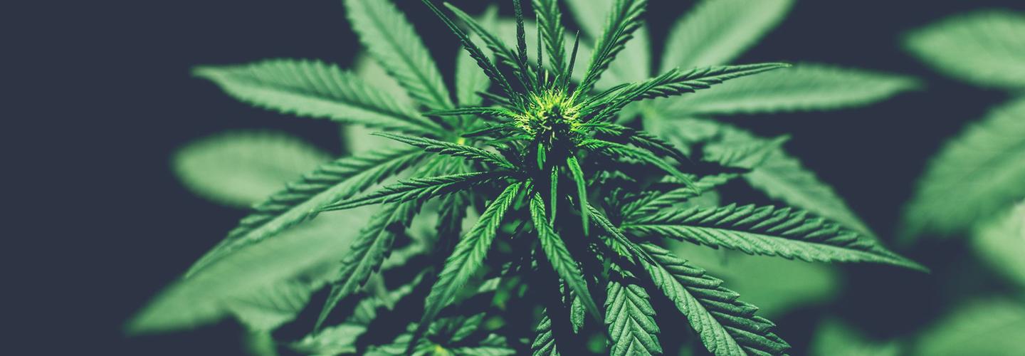 CBD QUEEN ANTIBES