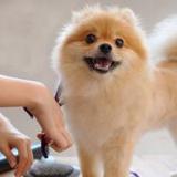 Mobile Dog Grooming Near Me