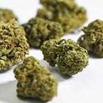 Legal Leaf - photo 3