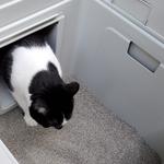 Privy Kitty - photo 3