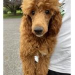 Sunny Acres Kennel - photo 1