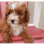 Sunny Acres Kennel - photo 2