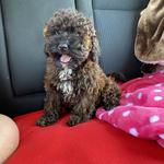 Sunny Acres Kennel - photo 3