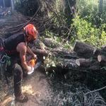 D and B Tree Services - photo 3