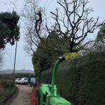 D and B Tree Services - photo 5