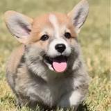 Fm Corgi - Pets in Mulberry
