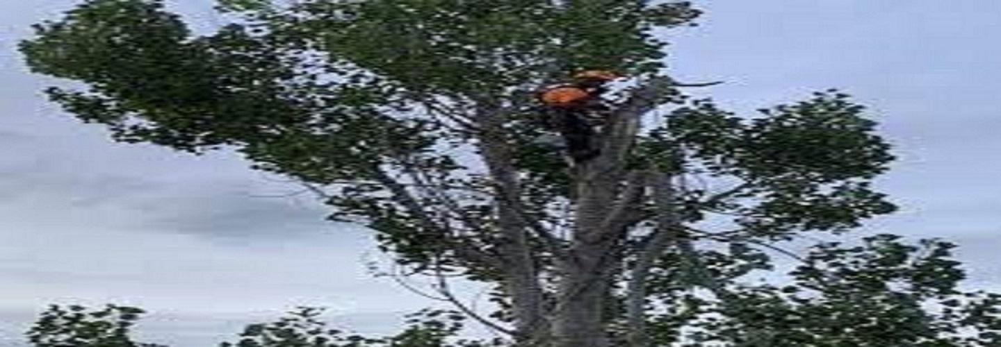 Just Trees cover photo