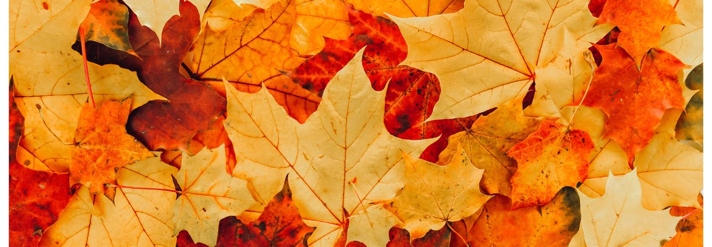 Black Ops Destruction cover photo