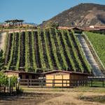 Crown Point Vineyards - photo 2