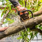 AJs Tree Service Hendersonville - photo 1