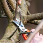 AJs Tree Service Hendersonville - photo 4