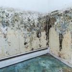 Abram-Perezville Mold Inspections - photo 1