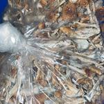 Shroomies Australia - photo 3