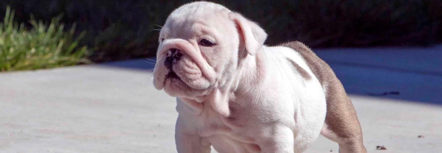 Iron Den Kennels cover photo