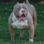 Iron Den Kennels - photo 1