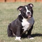 Iron Den Kennels - photo 3