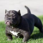 Iron Den Kennels - photo 4