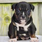 Iron Den Kennels - photo 5