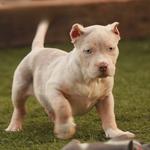 Iron Den Kennels - photo 6