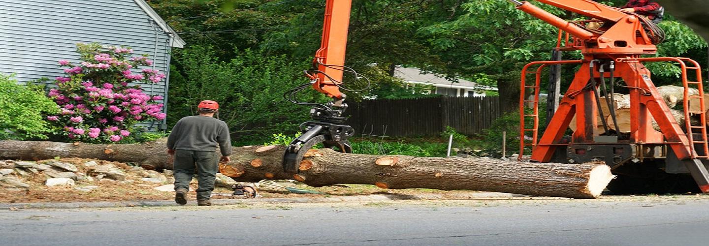Tree Service Panama City FL cover photo