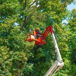 Tree Service Panama City FL - photo 1