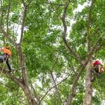 Tree Service Panama City FL - photo 2