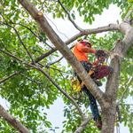 Tree Service Panama City FL - photo 3