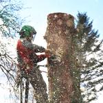 Tree Service Panama City FL - photo 4