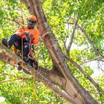 Tree Service Panama City FL - photo 5
